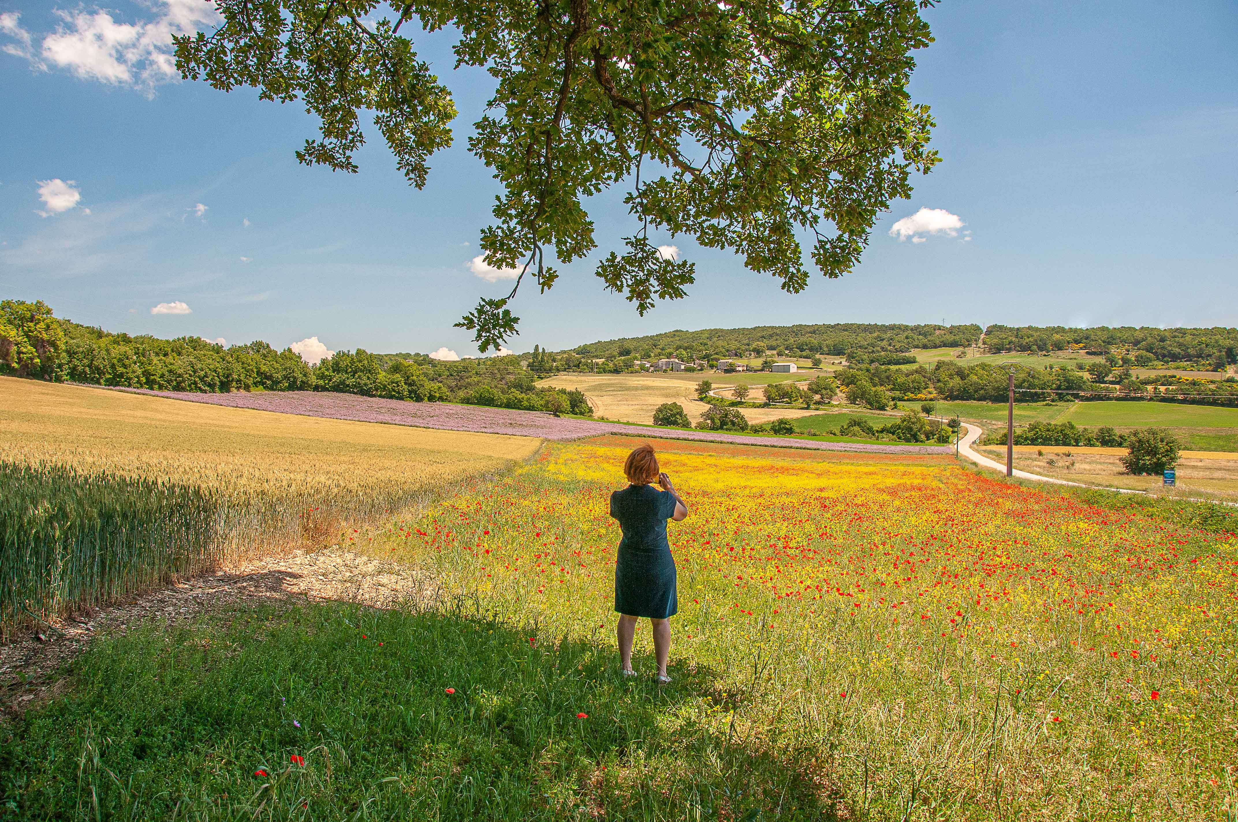 Sur une petite route du Luberon