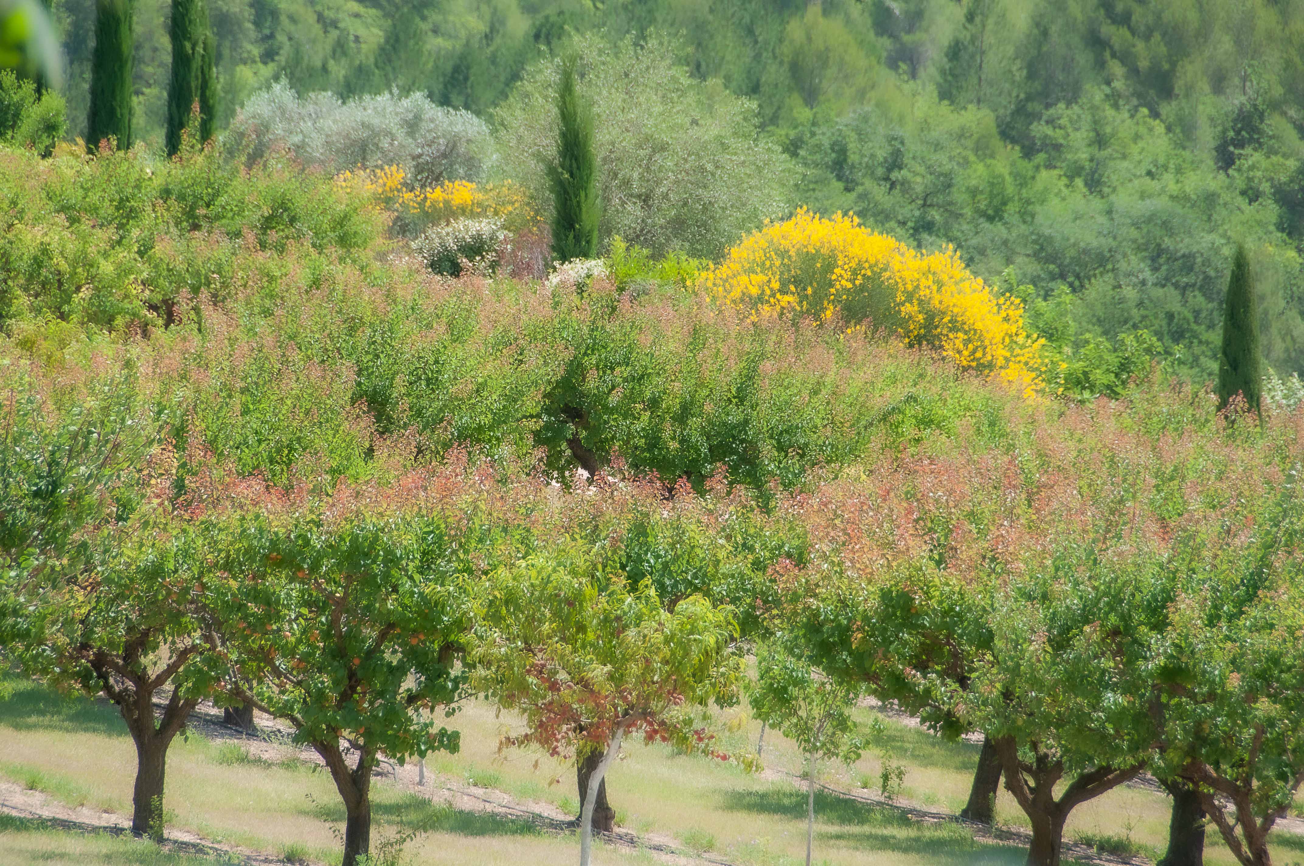 Cerisiers, cyprès et genets