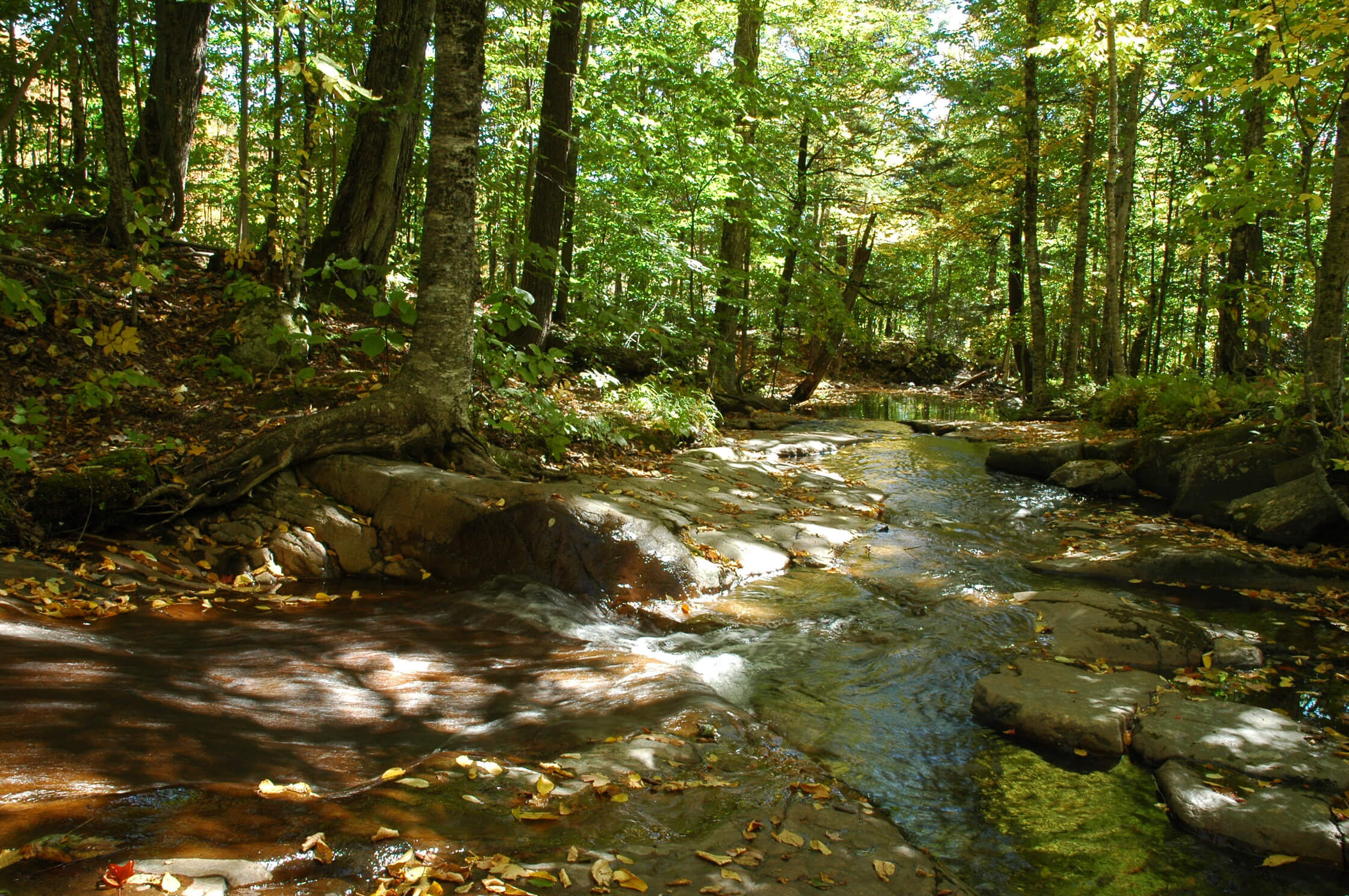 Design et beauté exprimés par la nature