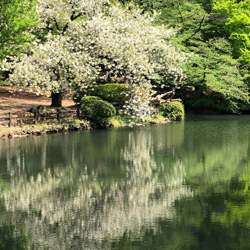 reflets dans un jardin a Tokyo